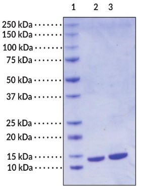 SDS PAGE (TXN-155H).jpg